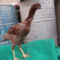 مرغ لاری|حیوانات مزرعه|یزد, |دیوار