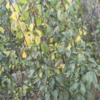 انواع نهال گردو بادام|خدمات باغبانی و درختکاری|تبریز, |دیوار