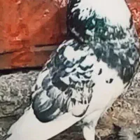 کفترپرشی|پرنده|قم, نیروگاه|دیوار