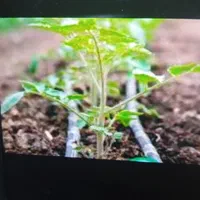 کاشت و برداشت گوجه، وپیاز ،سیب زمینی
