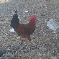 خروس اصیل و کفتر کبوتر و بره چاق|حیوانات مزرعه|مشهد, امیریه|دیوار