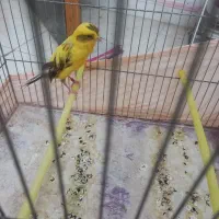 قناری رسمی بلند|پرنده|کهریزک, |دیوار