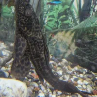 ماهی کت فیش  ۳۰ سانتی