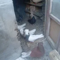 انواع کبوتر  طوقی|پرنده|کامیاران, |دیوار