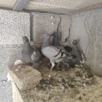 کبوتر‌مسافتی
