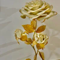 گل کنارسالنی