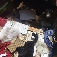 واگذاری سگ پاکوتاه نَر و ماده|سگ|سبزوار, ابارش|دیوار
