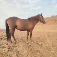 فروشی نوزدین