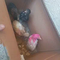 4تا جوجه 2تا جوجه رنگی 2تا محلی