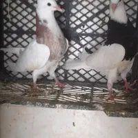 کبوتر جوجه طوقی