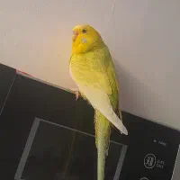 مرغ عشق‌ طوطی‌ رنگین‌کمانی|پرنده|گلستان (تهران), |دیوار