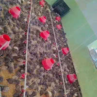 بلدرچین کشتار روز با قیمت مناسب نسبت به همجا(لیکک)