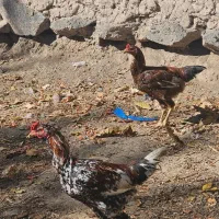 جوجه دورگه|حیوانات مزرعه|اردبیل, |دیوار