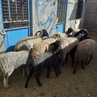 میش وبره فروشی|حیوانات مزرعه|جوادآباد, |دیوار