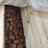 خرما استعمران صادراتی درجه یک یک|عمدهفروشی|شادگان, |دیوار