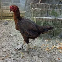 دوتا مرغ لاری افغان