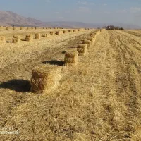اجاره زمین کشاورزی بارانی ،همراه چاه عمیق برقی|اجارهٔ دفتر صنعتی، کشاورزی، تجاری|خزل, |دیوار