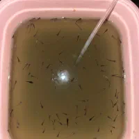 بچه ماهی گوپی|ماهی|تبریز, |دیوار