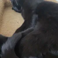 گمشده|گربه|سمنان, |دیوار