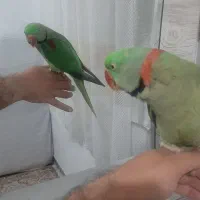 شاه طوطی نر فوق العاده رام ودستی|پرنده|شهریار, شهرک وائین|دیوار