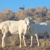 قوچ چینی فروشی