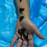 ماساژ ورگ گیری ،حجامت، دیسک ، ،زالو|خدمات آرایشگری و زیبایی|نیشابور, شهرک جانبازان|دیوار