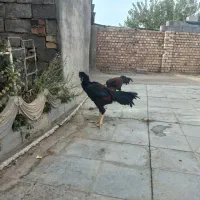 سلام دوعددخروس لاری