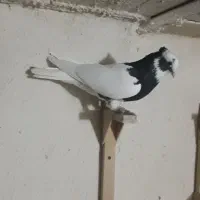 کبوتر  طوقی    زرقان|پرنده|شیراز, رکنآباد|دیوار