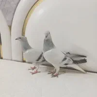 یه جفت کفتر شامی دم سفید با جوجشون|پرنده|سبزوار, شرق کال میانی|دیوار