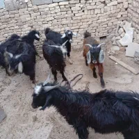 بزغاله چاق|حیوانات مزرعه|دهلران, |دیوار