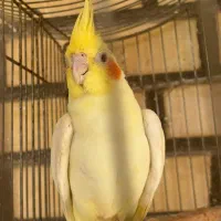 عروس هلندی نر لوتینیو|پرنده|شوشتر, |دیوار