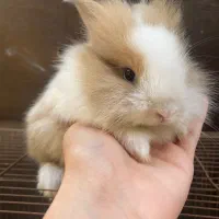 بچه خرگوش لوپ|موش و خرگوش|کردکوی, |دیوار