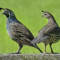 فروش بلدرچین کالیفرنیایی|حیوانات مزرعه|شیرود, |دیوار