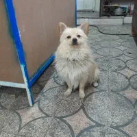 سگ پاور شیت زو