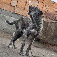 واگذاری سگ افغان۲۵مخصوص نگهبانی وگله