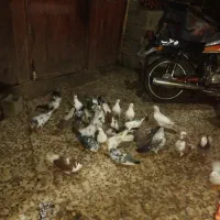 کبوتر،،کفتر