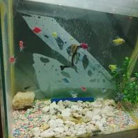 آکواریوم با ماهی