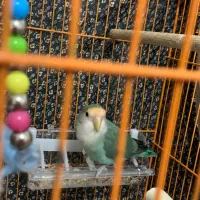 طوطی برزیلی