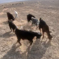 کهره و بز کهره دار