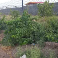 باغ یا باغچه معاوضه|فروش دفتر صنعتی، کشاورزی، تجاری|قم, نخودی|دیوار