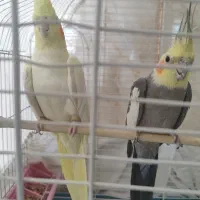 عروس هلندی مولد|پرنده|خمینی‌شهر, |دیوار