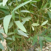 فروش نهال اکالیپتوس ومرکبات وریشه سیا وگل رز