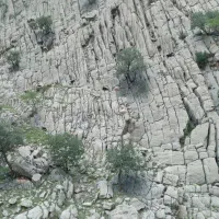 سلام تعدادی