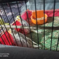 یک جفت عروس هلندی لوتینو