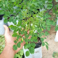 مورینگامفیدترین درخت کره زمین(فروش نهال و برگ خشک)