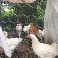 مروغ و خروس برهما