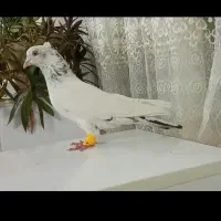 کبوتر سینه هفت‌رنگ نقره ای عتیقه پلنگ کرمانی و...