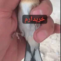 سیره چانه سفید