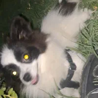 سگ واگذاری|سگ|اسلامشهر, شهرک امام حسین (میان آباد)|دیوار