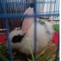 خرگوش اهلی|موش و خرگوش|رشت, شهریاران|دیوار